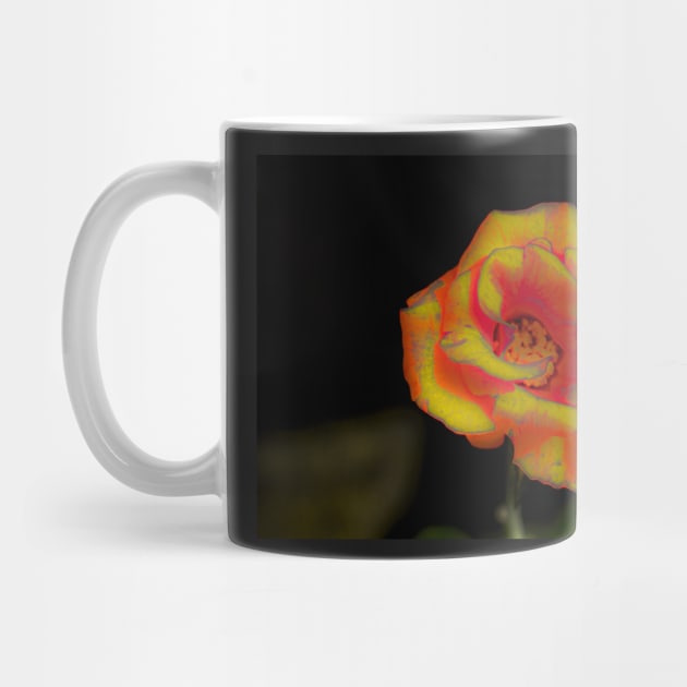 Yellow red rose blossom by kall3bu